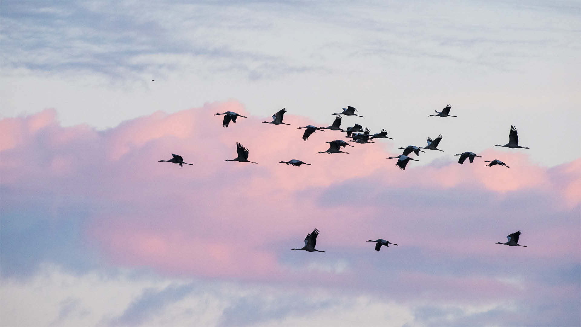 Ein Schwarm fliegender Gänse vor pinkigen Wolken im Abendrot