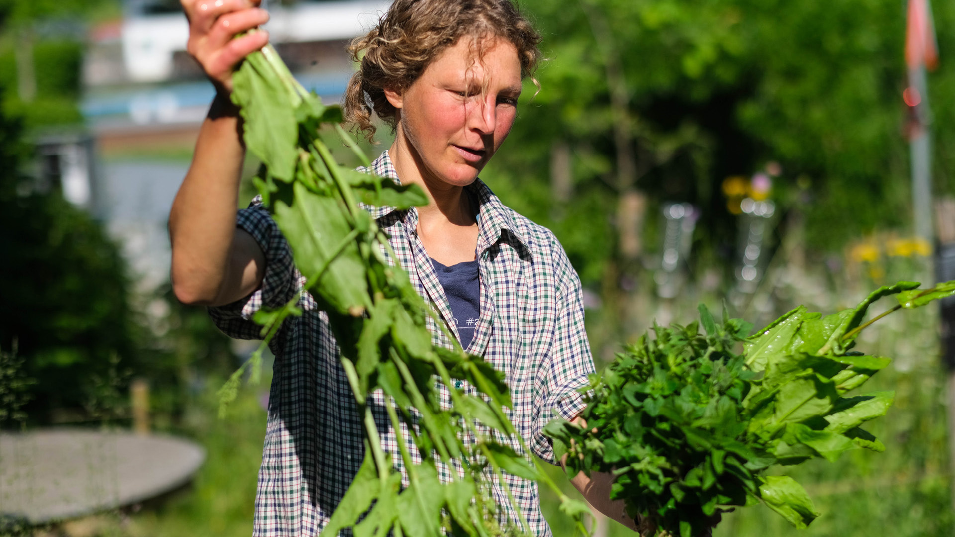 Eine Frau welche Grünzeug im Gurtengärtli herumträgt.