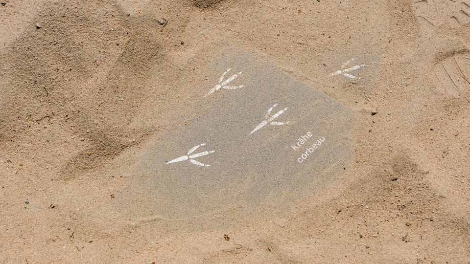 Sand mit Krähenspuren am Boden darunter.