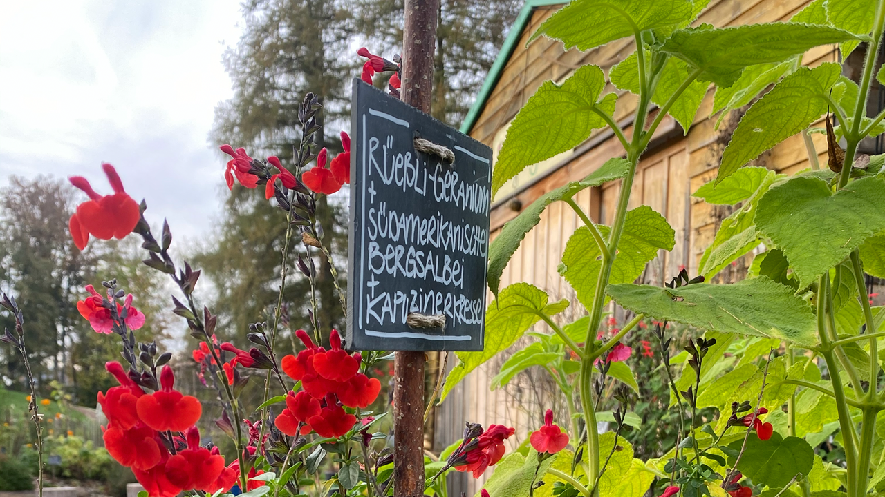 A black sign with white chalk lettering stands in the Gurtengärtli among red flowers and green leaves