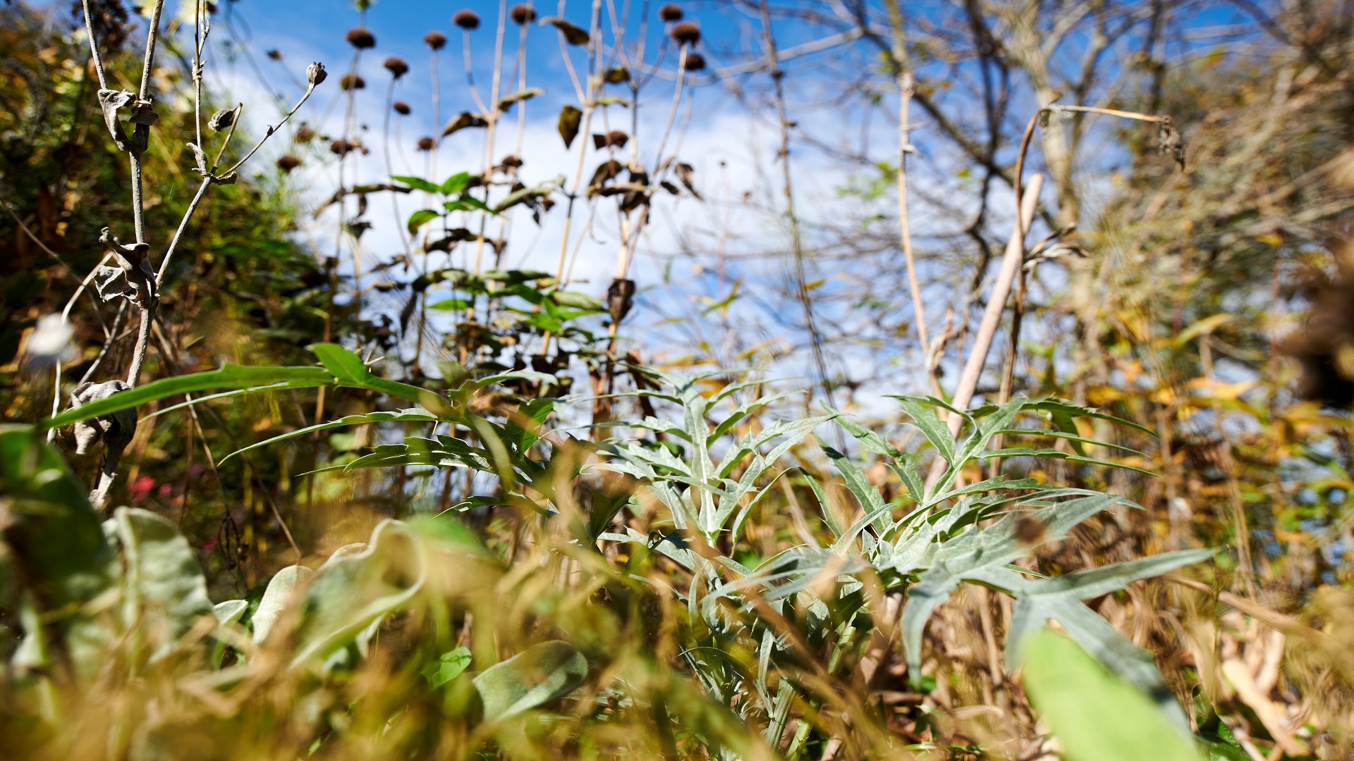 Die Pflanzen im Gurtengärtli.