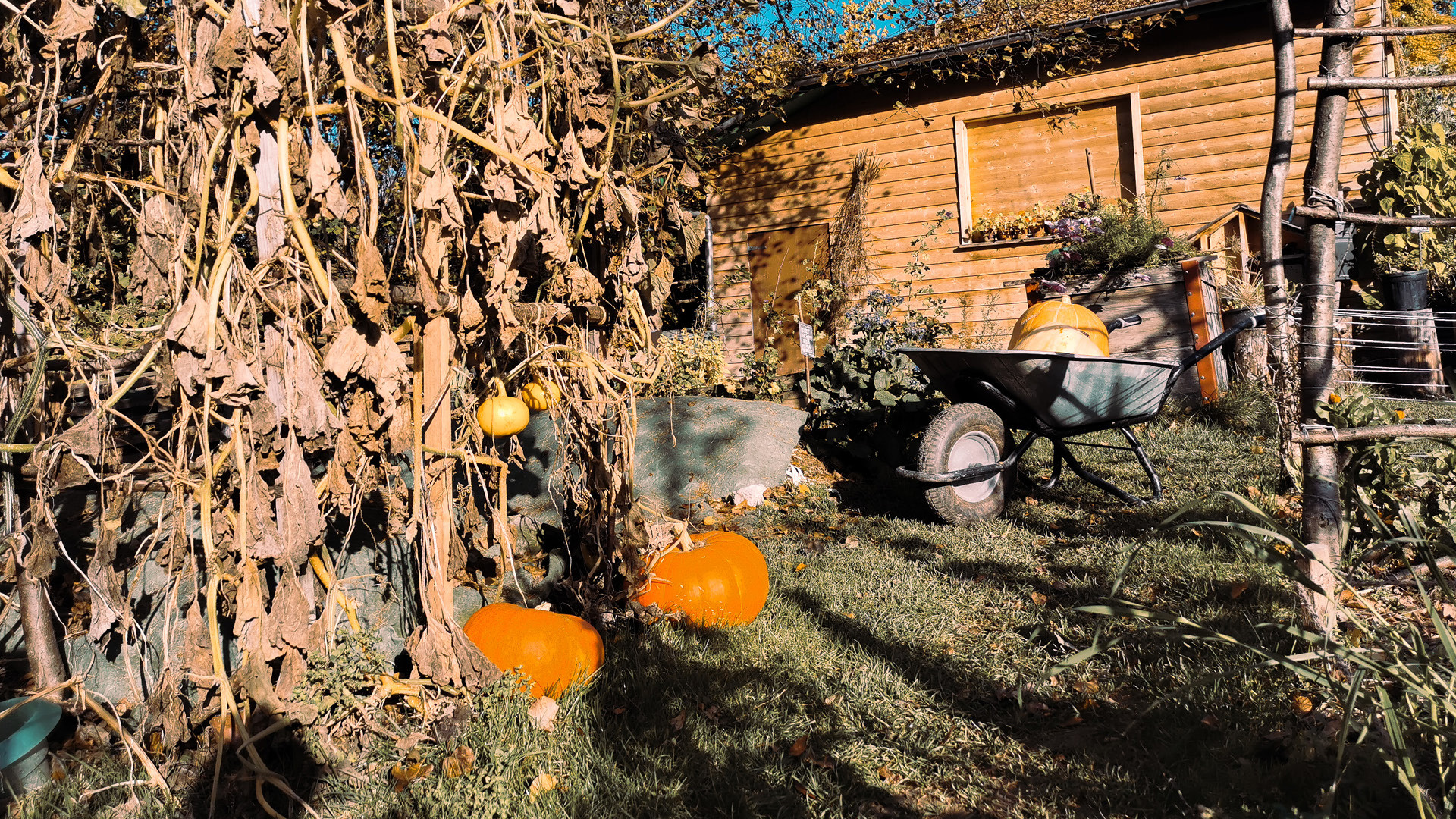The Gurtengärtli in autumn with pumpkins.